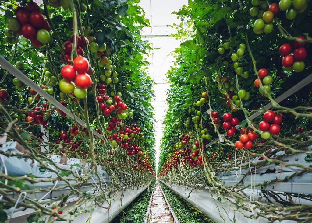 coltivazione illegale pomodori sicilia