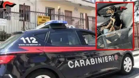 cagnolini-carabinieri