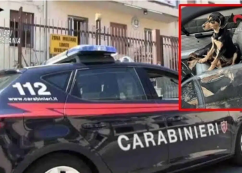 cagnolini-carabinieri