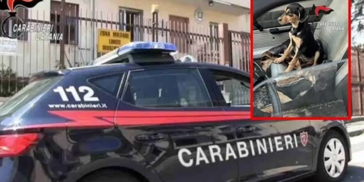 cagnolini carabinieri