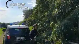 furto avocado giarre arrestato