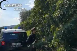 furto avocado giarre arrestato