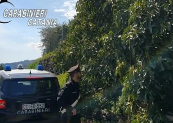 furto avocado giarre arrestato