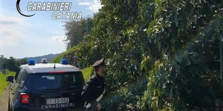 furto avocado giarre arrestato