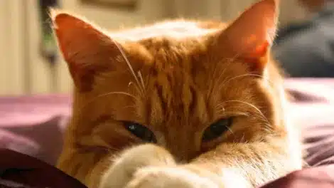 gatto-arancione