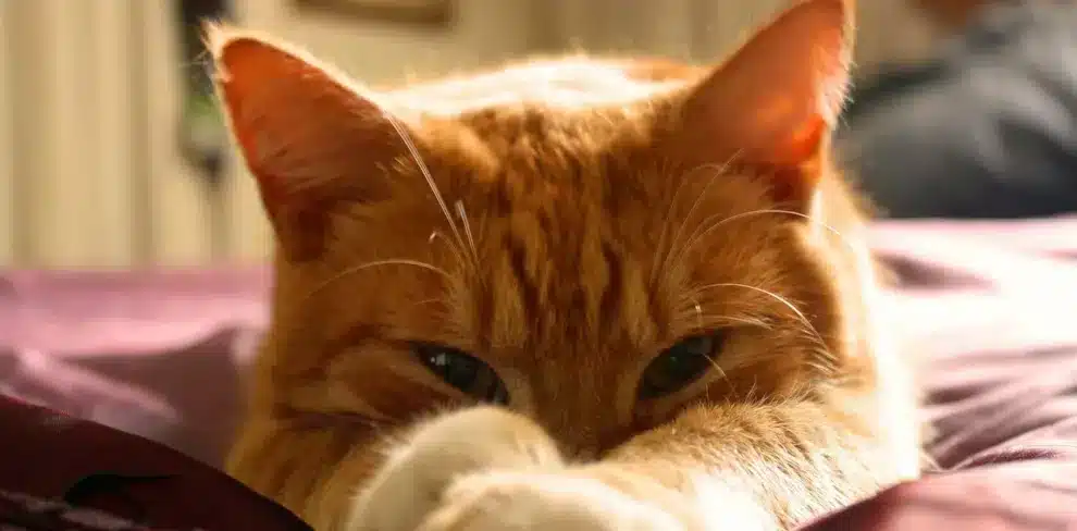 gatto-arancione