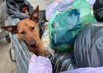 cane-palermo