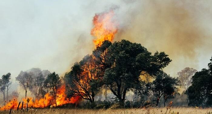 incendio bosco