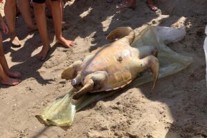 tartaruga morta playa catania