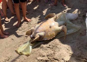 tartaruga morta playa catania