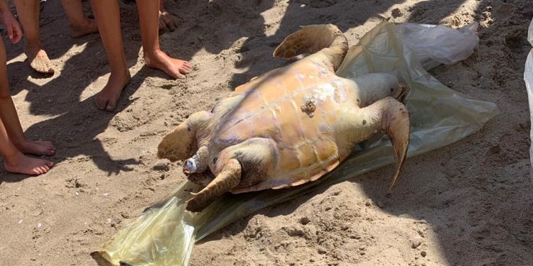 tartaruga morta playa catania