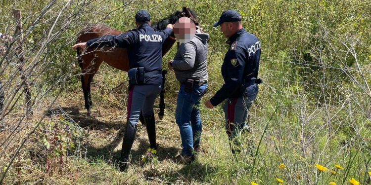 la polizia di stato sequestra una cavalla pronta per essere destinata alle corse clandestine 2