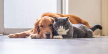 bonus animali domestici
