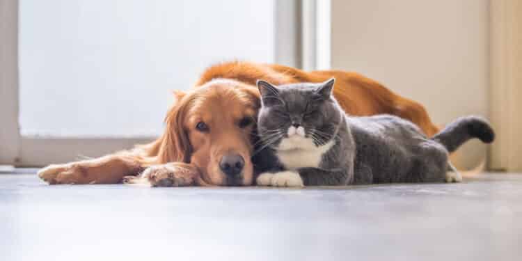 bonus animali domestici
