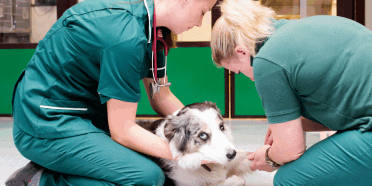 tecnico veterinario