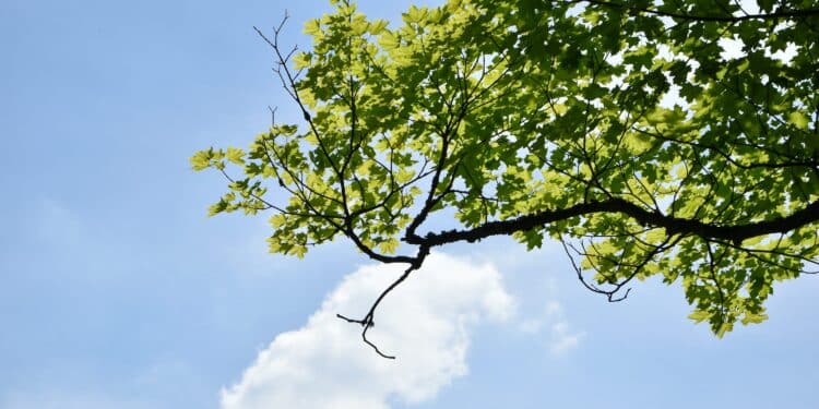 alberi