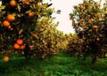 campagna