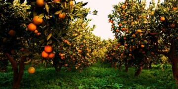 campagna