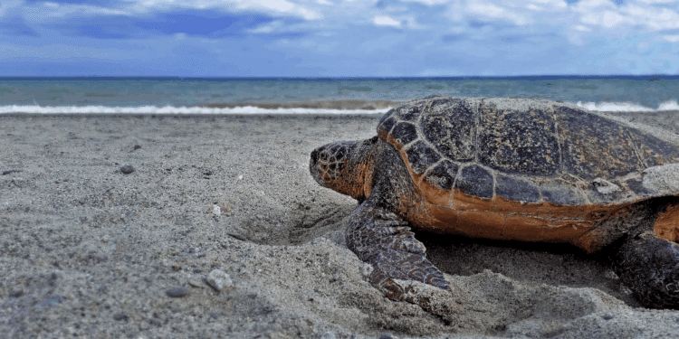 caretta caretta