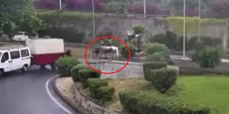 cavallo corsa clandestina