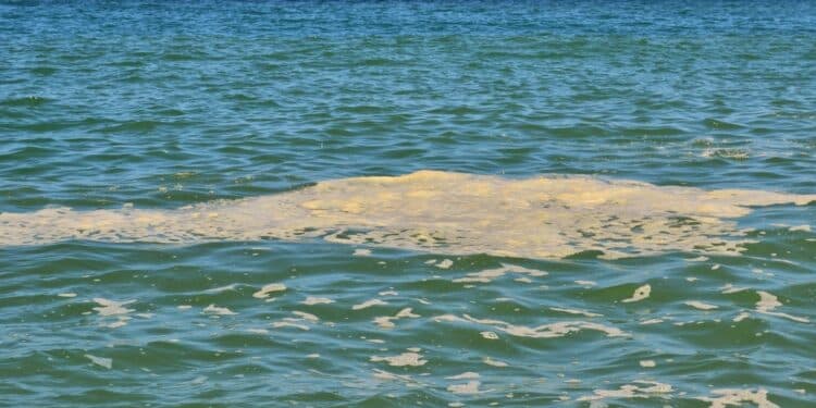 mare