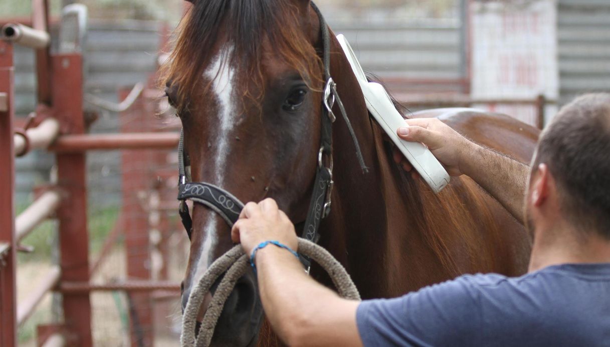 Stop alla carne di cavallo: cosa dice il testo originale della proposta bipartisan