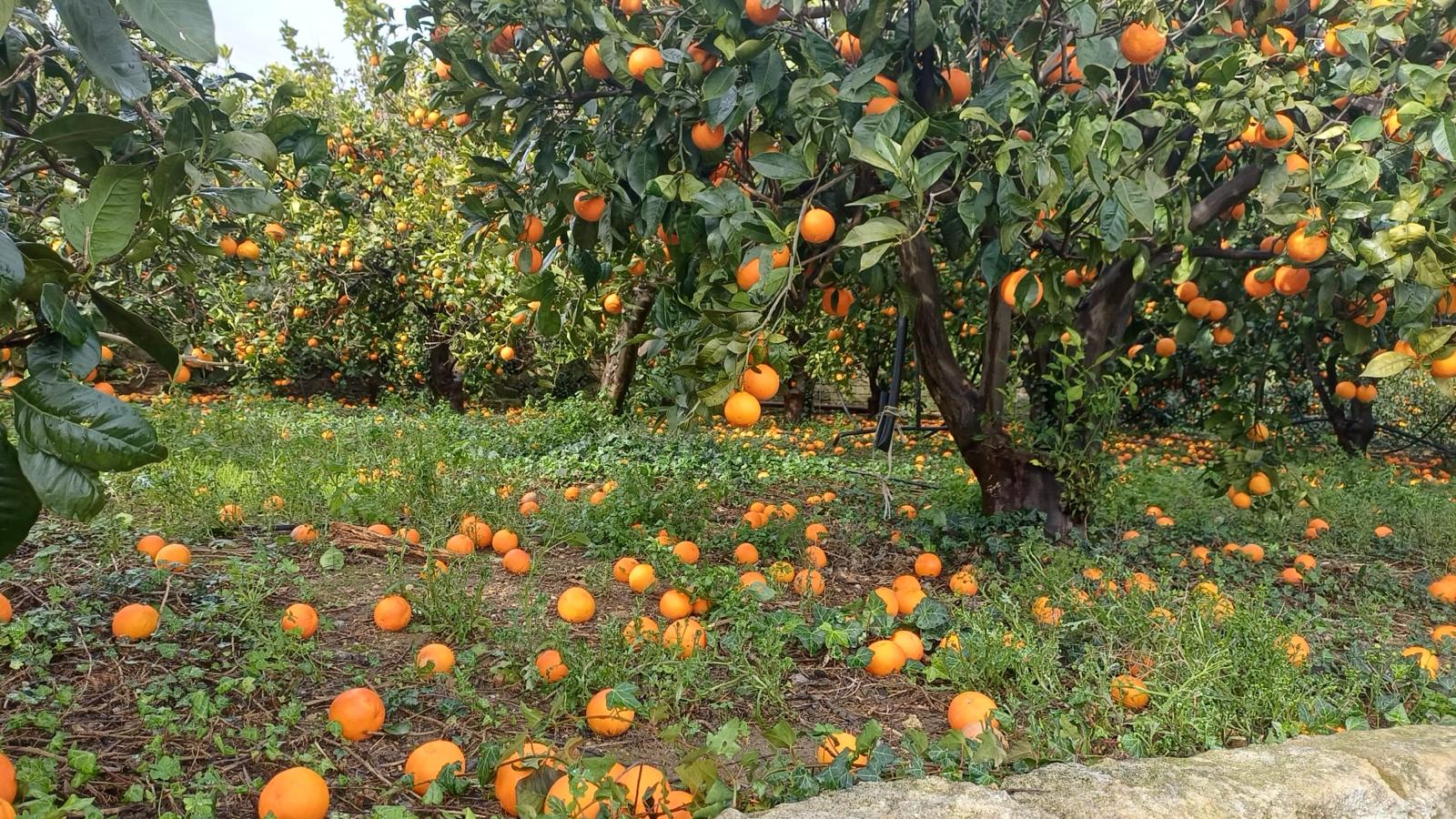 Sicilia, il grido degli agricoltori: danni per un miliardo e istituzioni assenti
