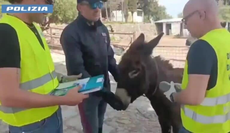Scoperta di una fattoria abusiva che organizzava eventi
