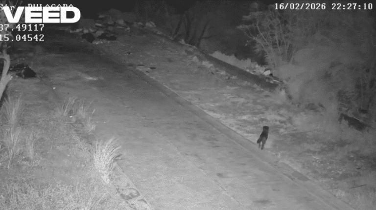 Cane che getta immondizia a Catania