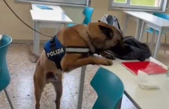 Ares, Briska, Maui, Rex e Zago: i cani poliziotto che vigilano sulle scuole di Catania