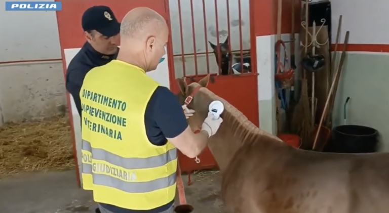 stalle abusive Catania