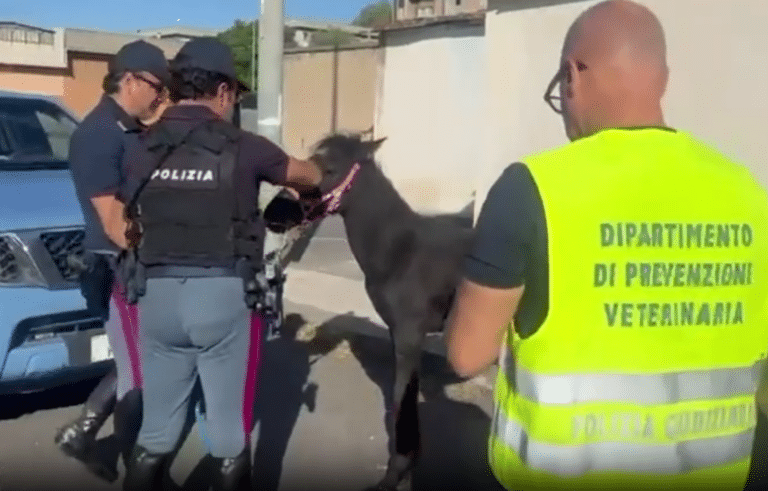 Catania, puledro di 7 mesi salvato da una stalla abusiv