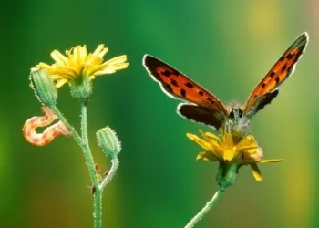 Bruco Mangia Plastica Scoperta Biologa Italiana