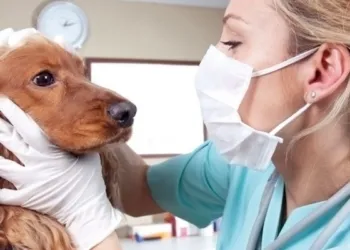 Medicina Veterinaria