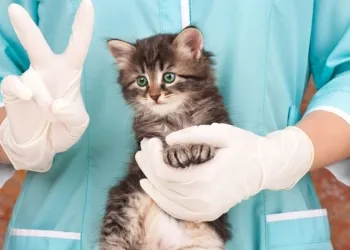 Test Veterinaria 2017 Risposte Test