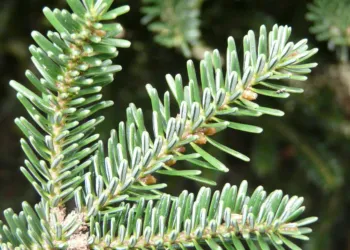 Abete Madonie Natael