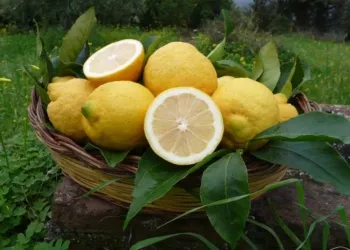 Limone