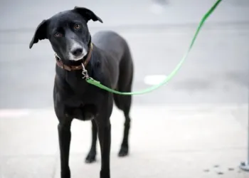 giornata mondiale del cane