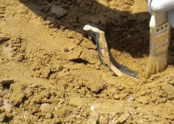 Paterno Lamina Greca Salinelle