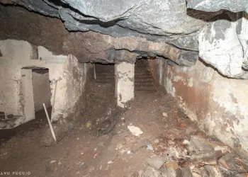 73349307 2784560858229446 1761021034712006656 O 1