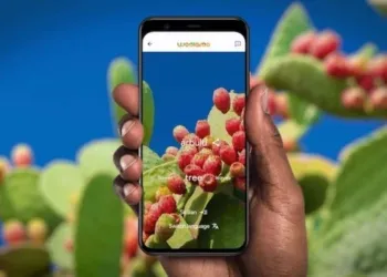 Woolaroo Google Immagine