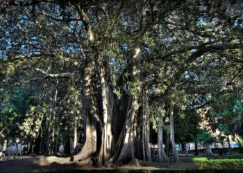 1024px Ficus Pzza Marina 65 2 4 Edit