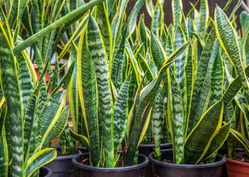 Piante Di Sanseveria