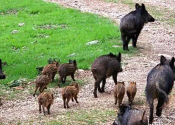 Ente Parco Delle Madonie Problematica Suidi Cinghiali