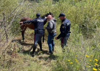 LA POLIZIA DI STATO SEQUESTRA UNA CAVALLA PRONTA PER ESSERE DESTINATA ALLE CORSE CLANDESTINE 2